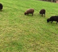 Ouessant Sheep originated on the Island of Ouesant off the